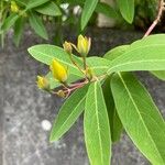 Hypericum monogynum Flower