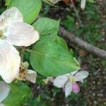 Malus domestica Blad