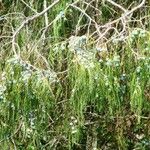 Juniperus flaccida Natur