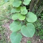 Cercis siliquastrum Feuille