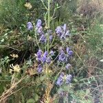 Aconitum variegatumFlower