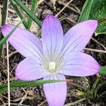 Romulea ligustica Flower