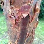 Acer griseum Bark