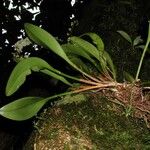 Stelis superbiens Drugo