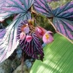 Begonia brevirimosa