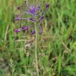 Leopoldia comosa Žiedas