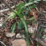 Valeriana tuberosa Lehti