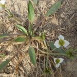 Damasonium polyspermum Muu