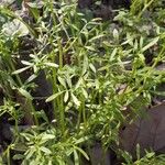 Floerkea proserpinacoides Blad
