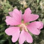 Malva thuringiacaFlower