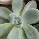 Pachyphytum bracteosum পাতা