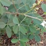 Crotalaria pallida Hoja