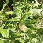 Eupatorium cannabinum Leaf