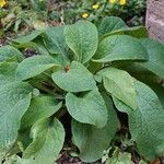 Digitalis thapsi Pokrój