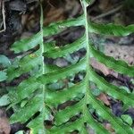 Phymatosorus scolopendria Leaf