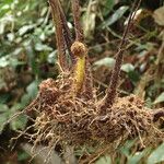Triplophyllum fraternum Otro