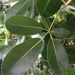 Tabebuia pallida Blad