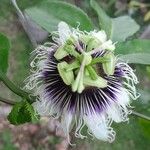 Passiflora edulis Flower