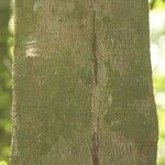 Protium cuneatum Kabuk