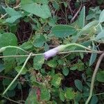 Ipomoea trilobaFlower