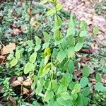 Vicia pisiformis Hoja