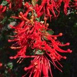 Embothrium coccineum Flor