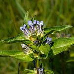 Gentiana cruciata花