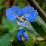 Commelina communis Blüte