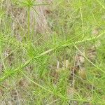 Asparagus verticillatus Blatt