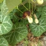 Aristolochia fimbriata Flower