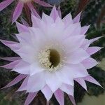 Echinopsis oxygona Blomst