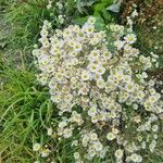 Erigeron strigosus Leaf