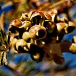 Dichrostachys cinerea Fruit