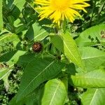 Inula heleniumЛист