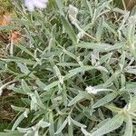 Cerastium tomentosum Hoja