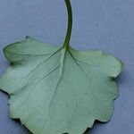 Senecio angulatus Leaf