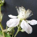 Rubus leightonii