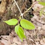 Lonicera canadensis Leaf