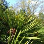 Pinus tabuliformis Blad