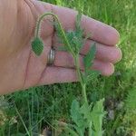 Papaver dubiumപുഷ്പം