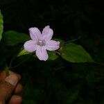 Ruellia stemonacanthoides Bloem