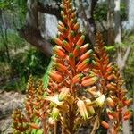 Aloe macra Fiore