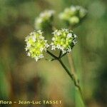 Valerianella coronata Flower