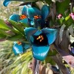 Puya alpestris Květ