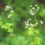 Thalictrum occidentale Hábito