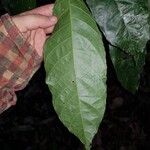 Batocarpus costaricensis