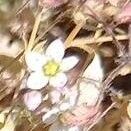 Sedum dasyphyllum 花