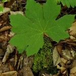 Hydrastis canadensis Leaf