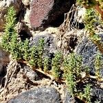 Amaranthus blitoides Blad