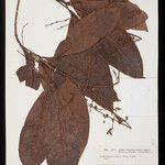 Dodecastigma uleanum List